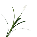 Crimson Root - Crimson Desert