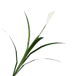 Crimson Root - Crimson Desert