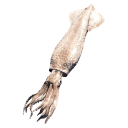 Squid Ink - Crimson Desert