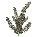 Green Moss - Crimson Desert