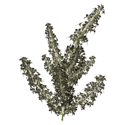 Green Moss - Crimson Desert